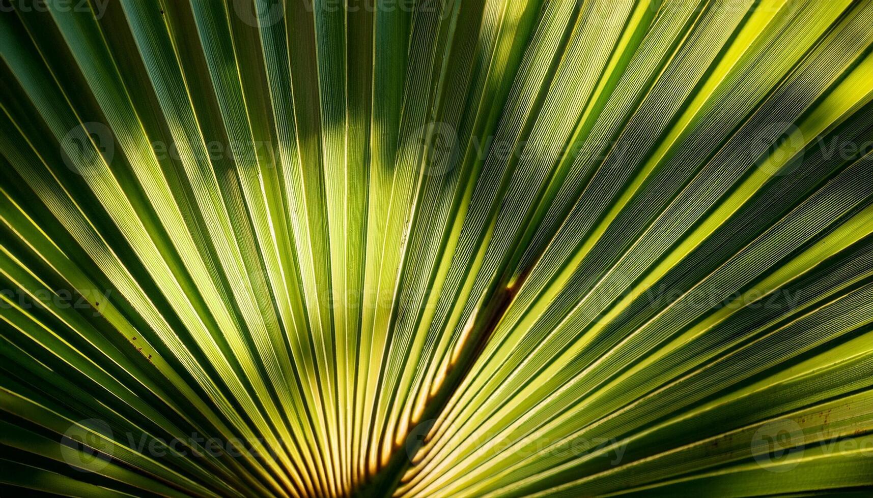 Bright Green Palm Leaf Patterns Create a Stunning Tropical Backdrop in Sunlight photo