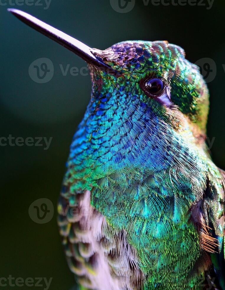 Colorful Hummingbird Perched Quietly, Showcasing Iridescent Feathers in a Lush Environment During Daylight Hours photo