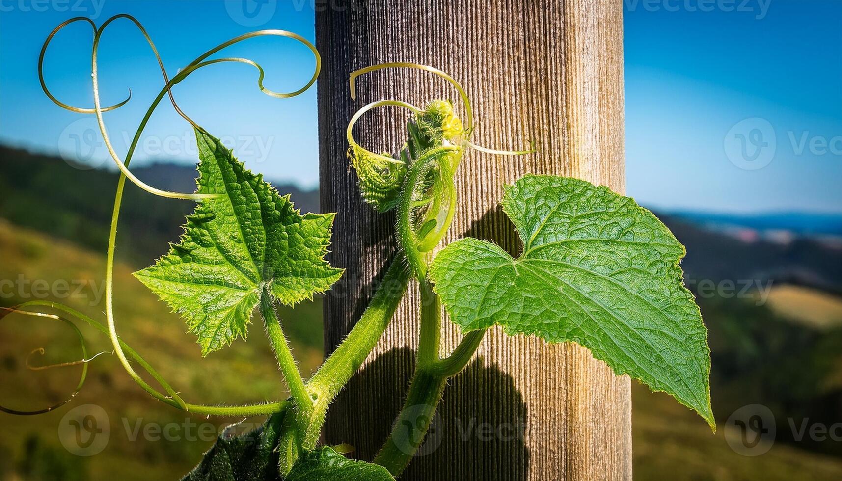 Green Vine Climbing a Wooden Post on a Sunny Day in a Rural Landscape With Rolling Hills photo