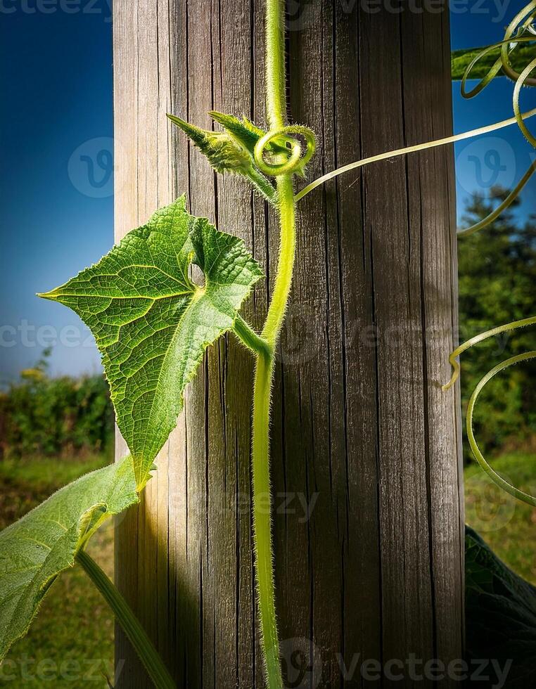Vine Clings to Wooden Post in a Sunlit Garden During Summer, Showcasing Nature's Resilience and Growth in Vibrant Greenery photo