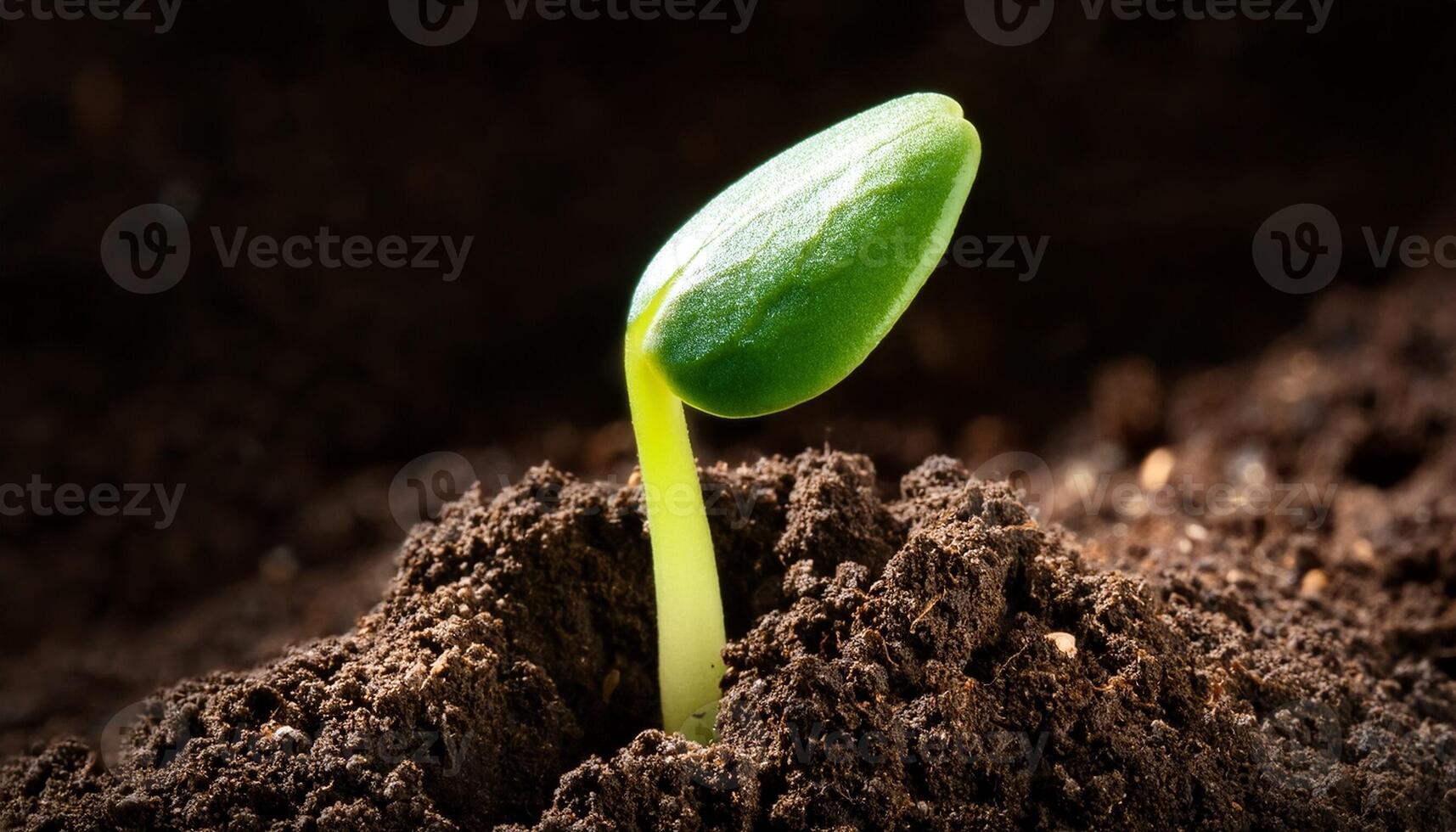 New Plant Sprout Emerging From Dark Soil Symbolizing Growth and Renewal in a Natural Setting photo