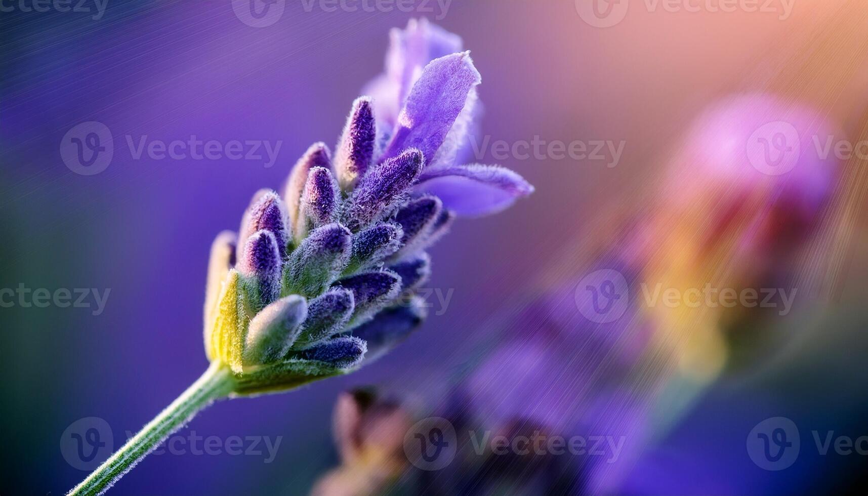 Close-up of a Lavender Flower Captured During Golden Hour in a Serene Garden Setting photo