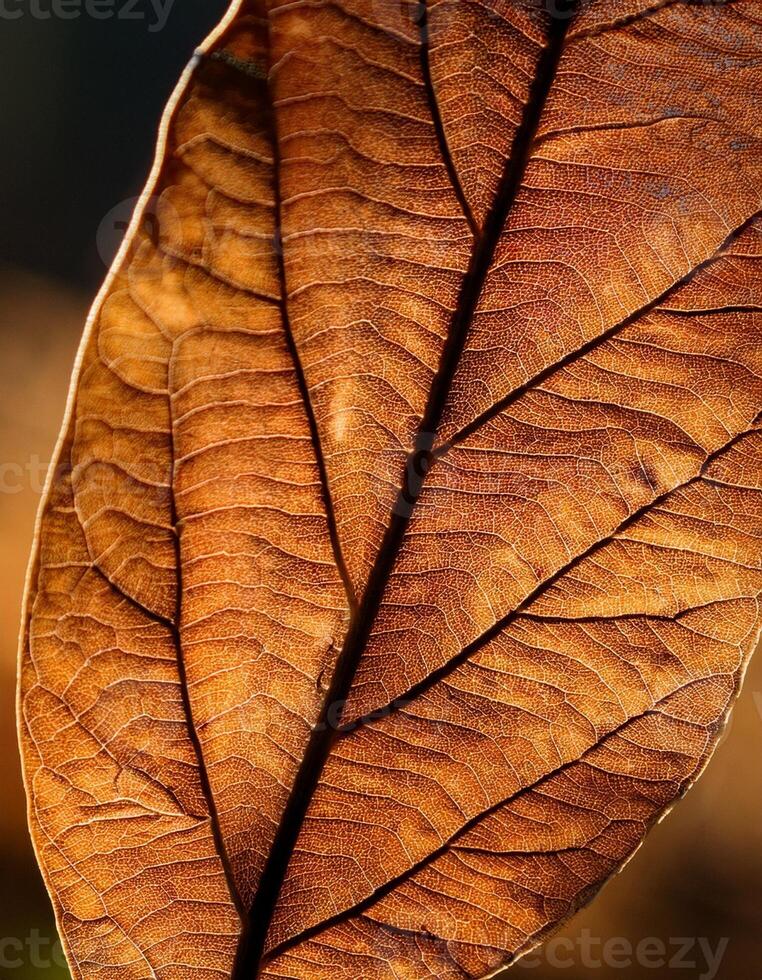 Detailed Close-Up of a Dried Leaf Showcasing Intricate Textures and Patterns in Natural Light photo