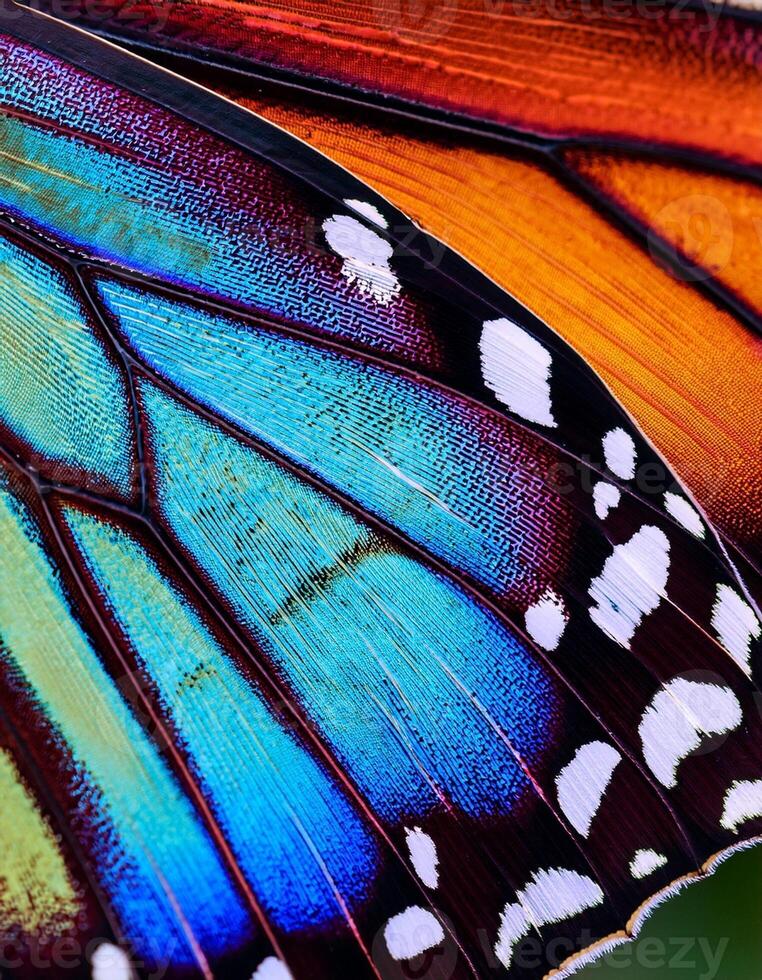 Close-up View of a Vibrant Butterfly Wing Showcasing Intricate Colors and Patterns in Natural Light photo