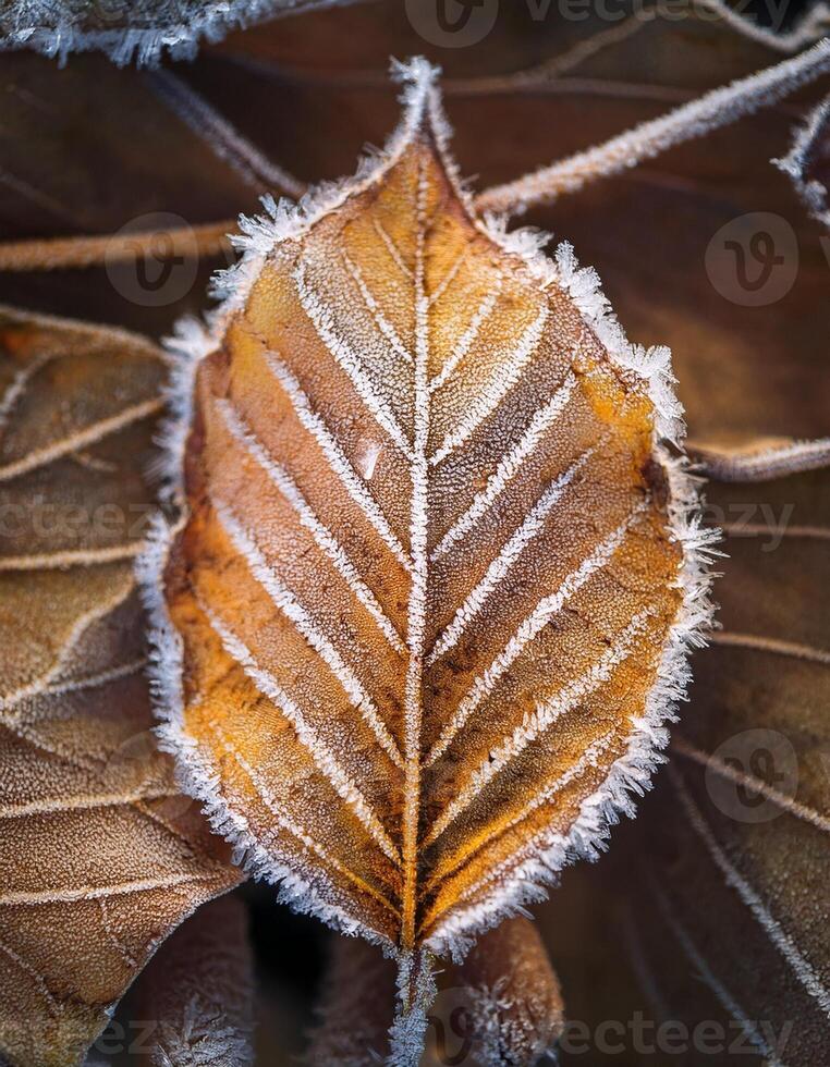 Frost-covered Leaf Showcasing Intricate Patterns and Textures in a Winter Setting at Dawn photo