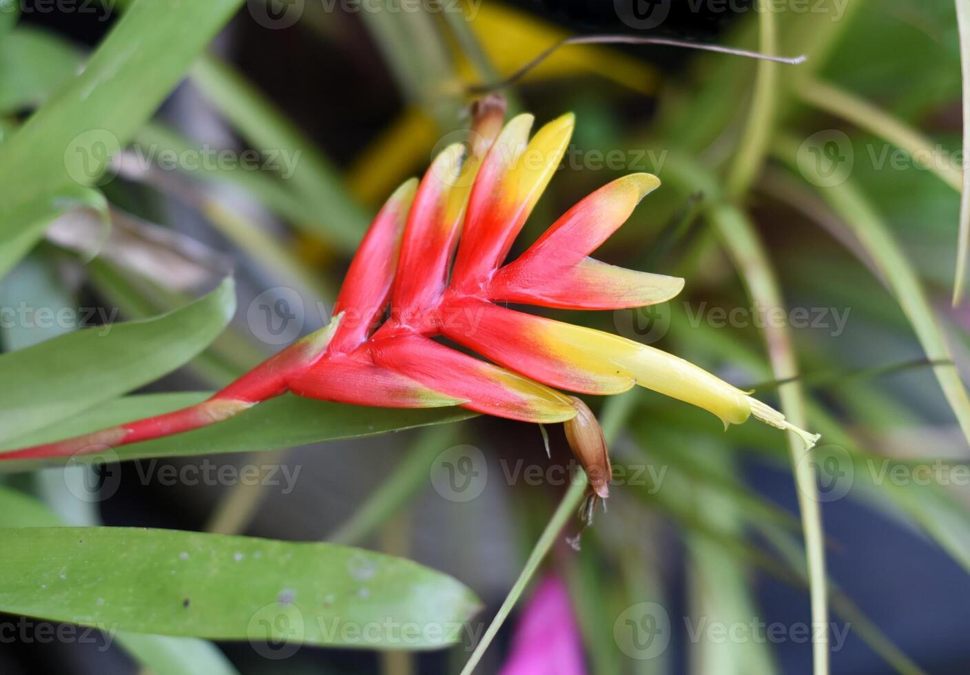 Vriesea carinata flower close up photo