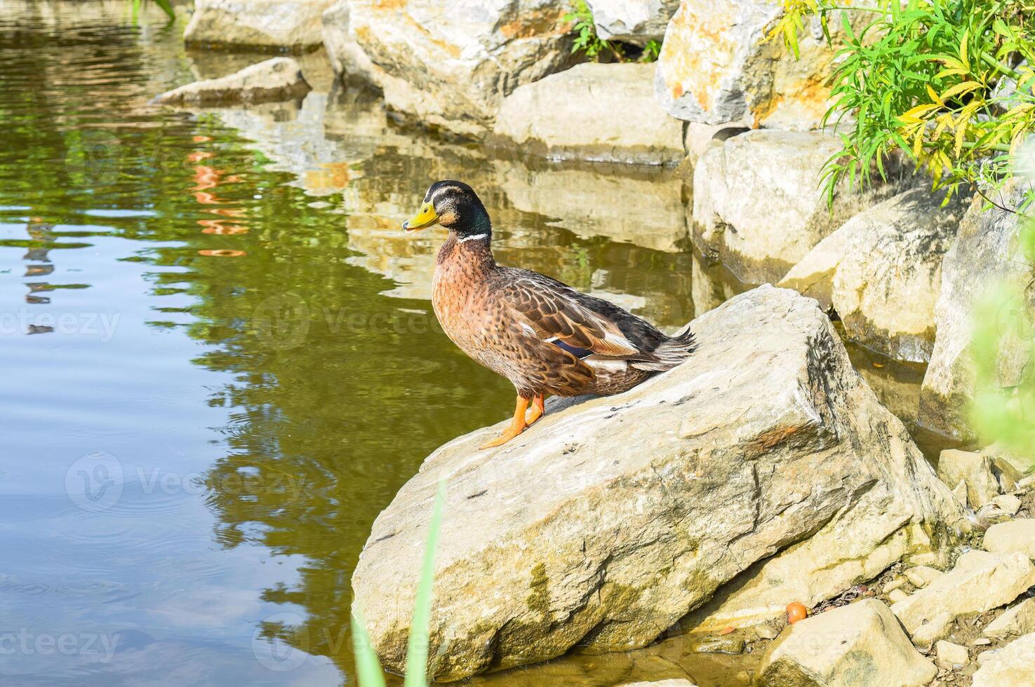 Mallard male duck resting on a stone photo