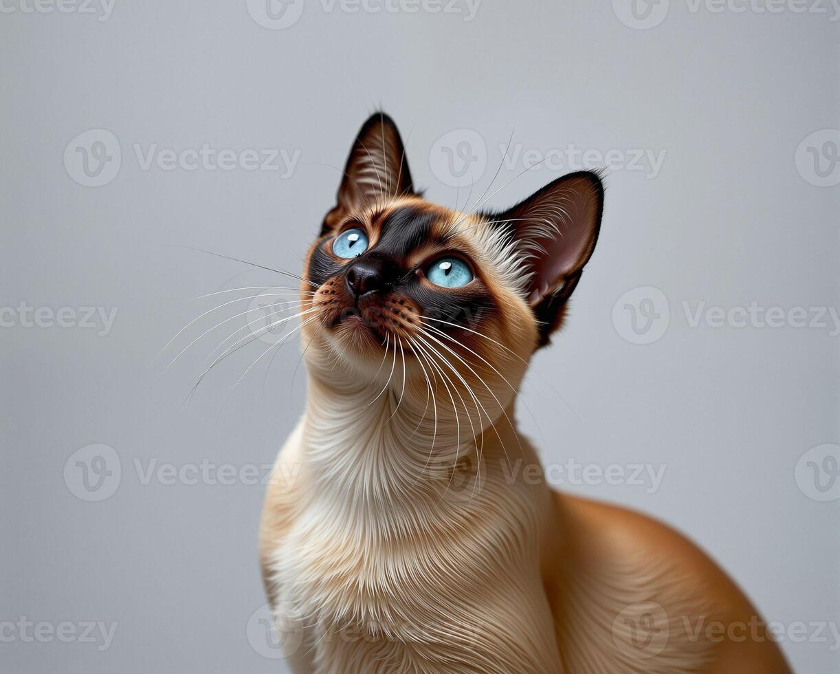Beautiful Siamese Cat with Striking Blue Eyes Looking Upwards photo