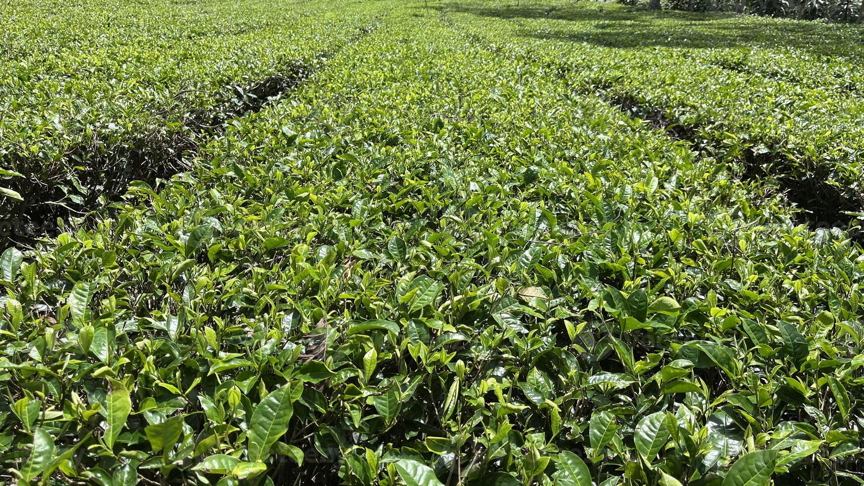 Tea garden plantations, herbal farm plant photo