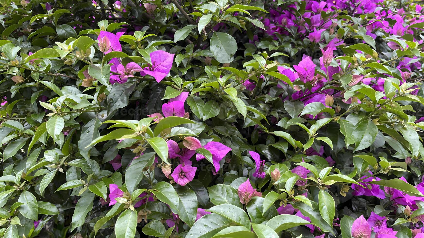 Purple bougainvillea flowers in bloom decorate the home garden decoration. Beautiful pink bougainvillea flowers with green leaves. Selective Focus photo