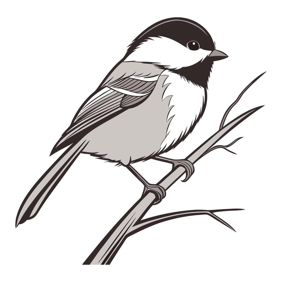 chickadee on white background. vector