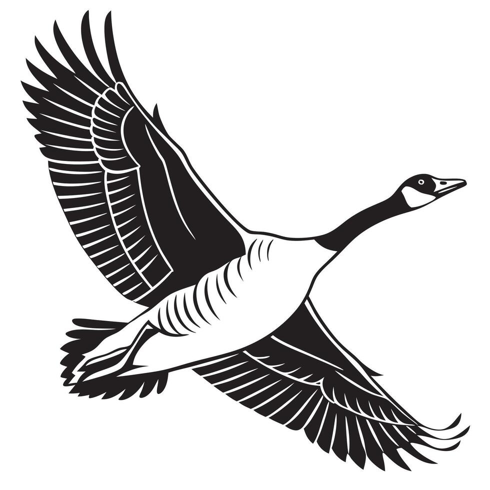 Black And White Canada Goose Flying vector