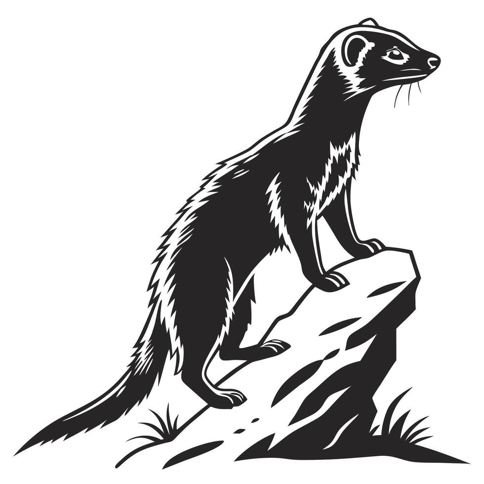 Black And White Stoat On Rock vector