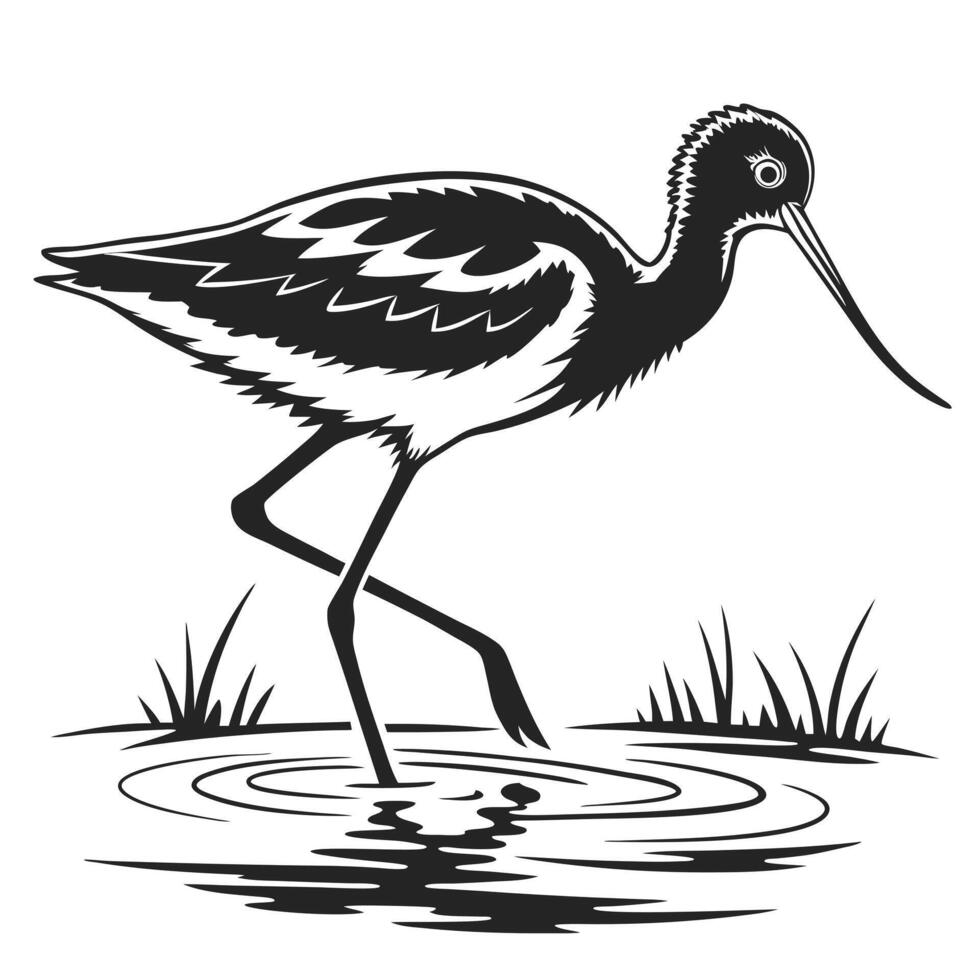Black And White Avocet In Water vector