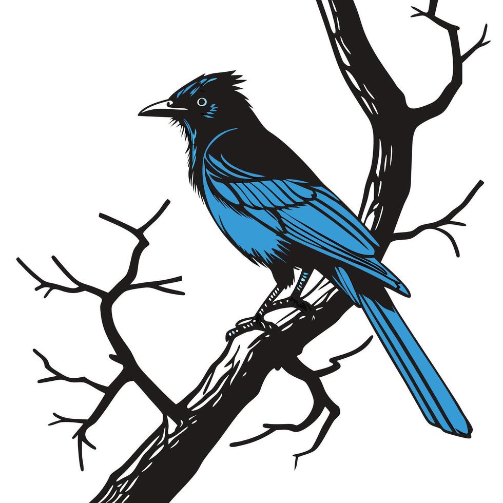 Blue Stellar Jay Bird On Branch vector