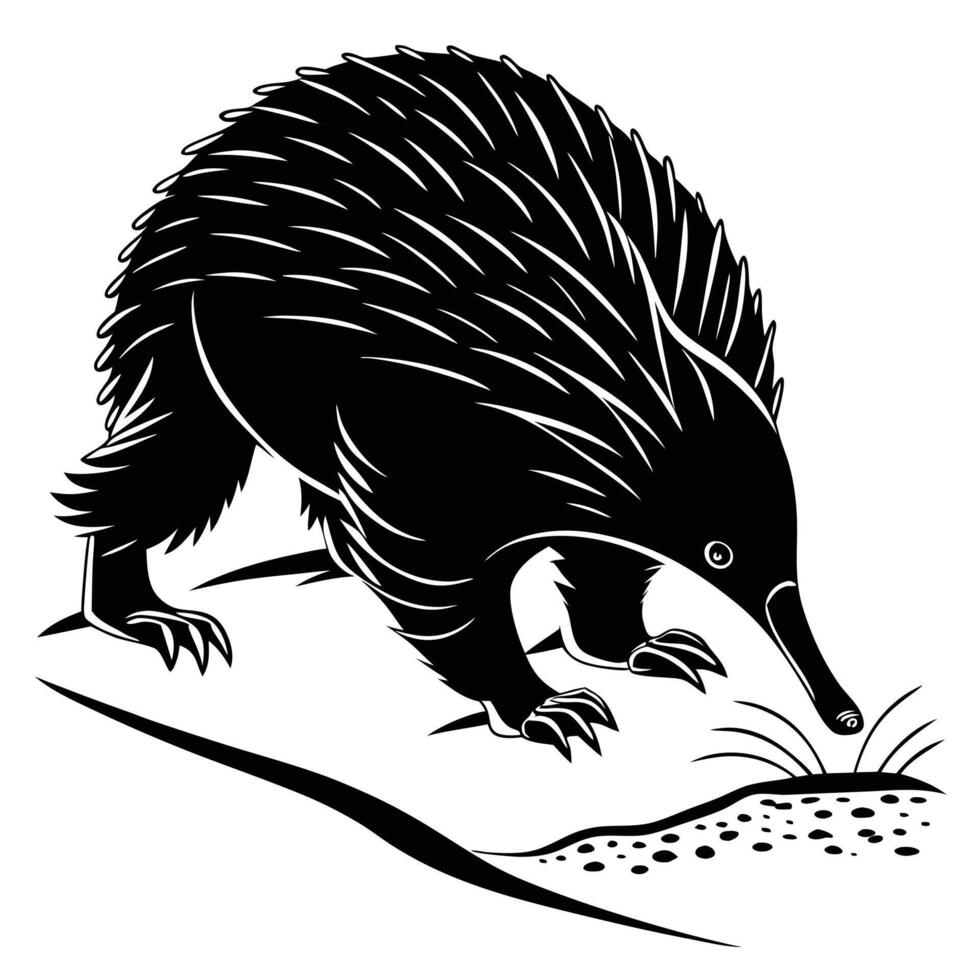 Echidna Foraging Black And White vector