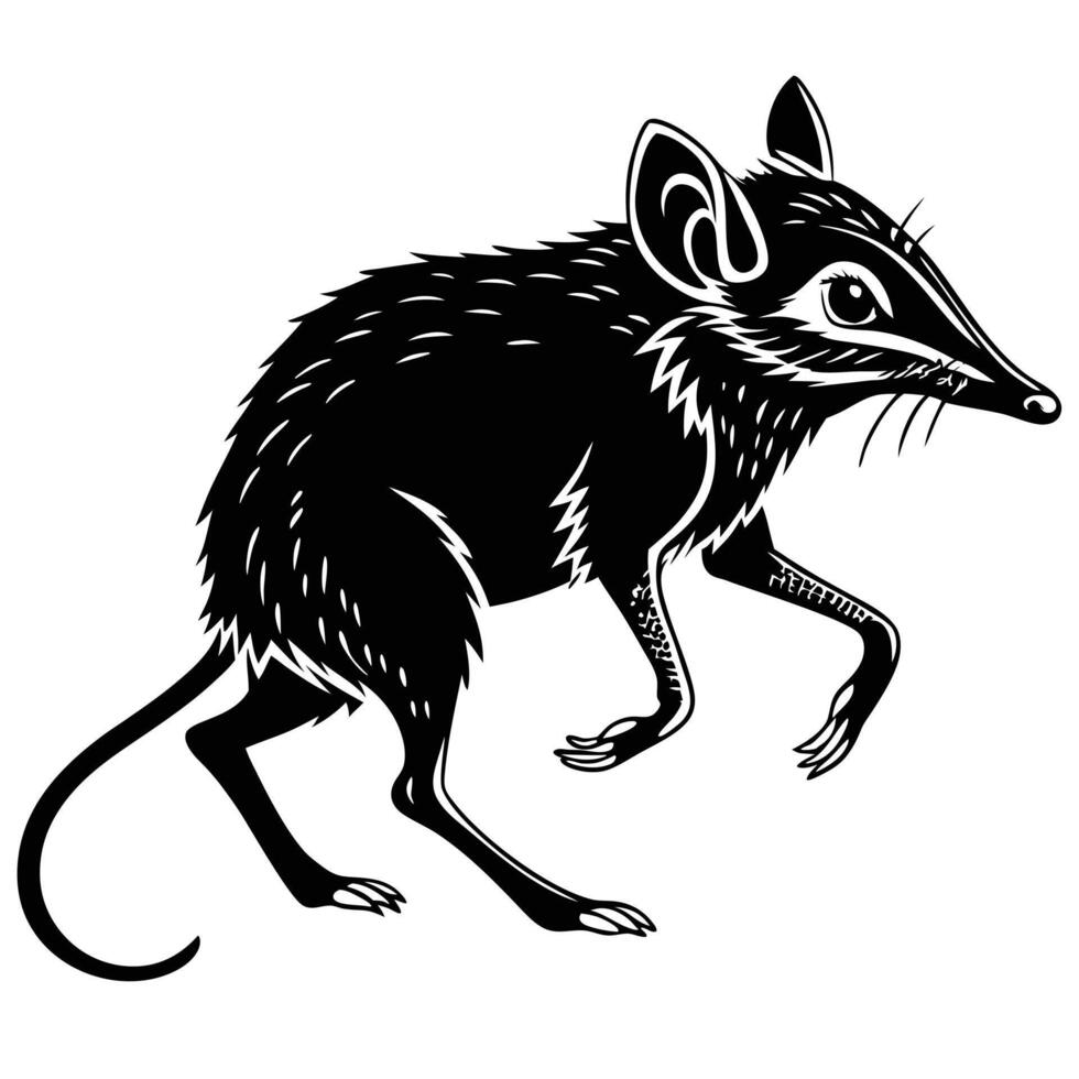 Monochrome Bandicoot Illustration On White vector