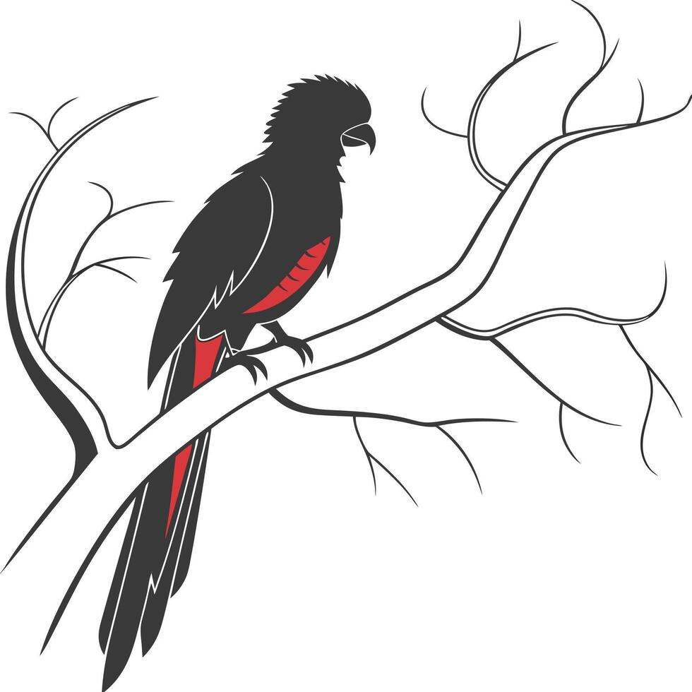 Red Tailed Black Cockatoo Illustration vector