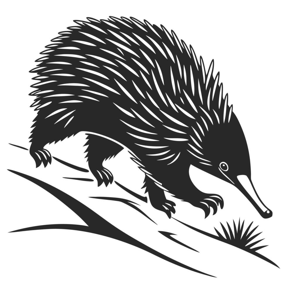 Stylized Echidna Illustration On White Background vector