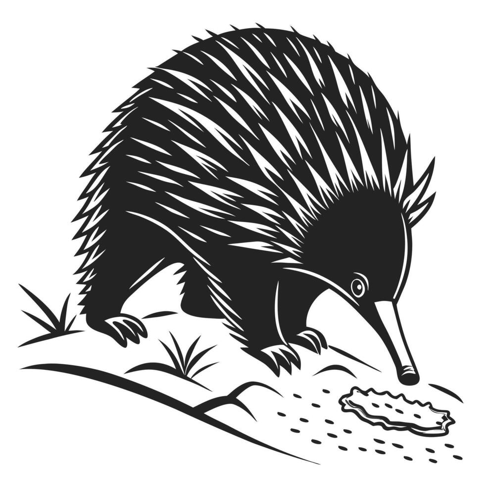 Echidna Monochrome Illustration Searching For Food vector
