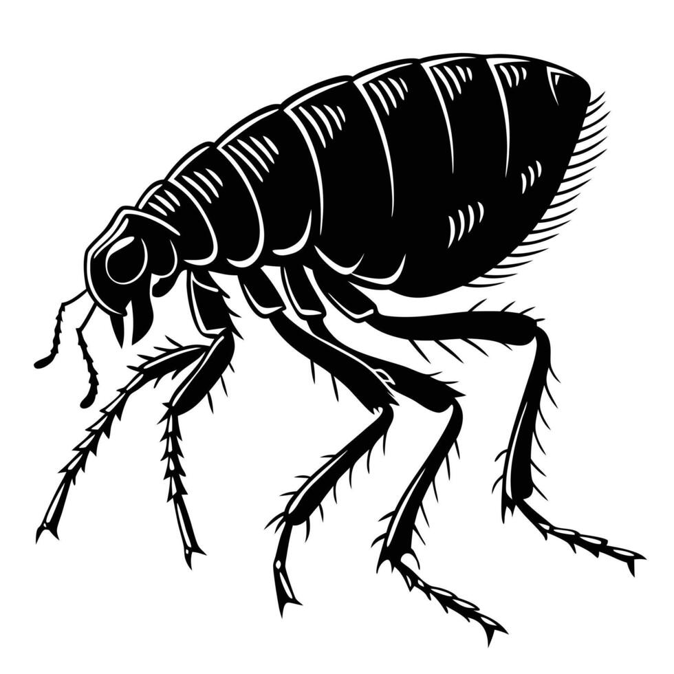 Flea Black Silhouette On White Background vector