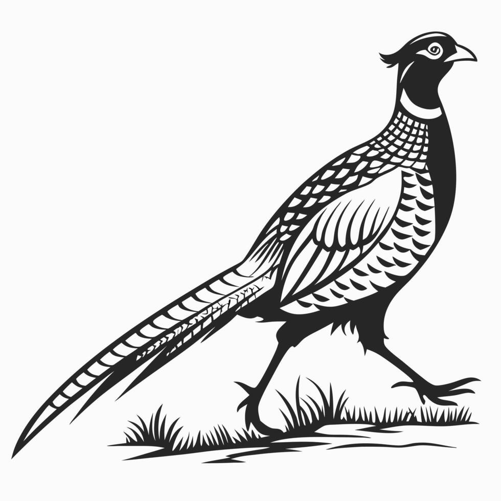 Pheasant Bird Walking Black And White vector