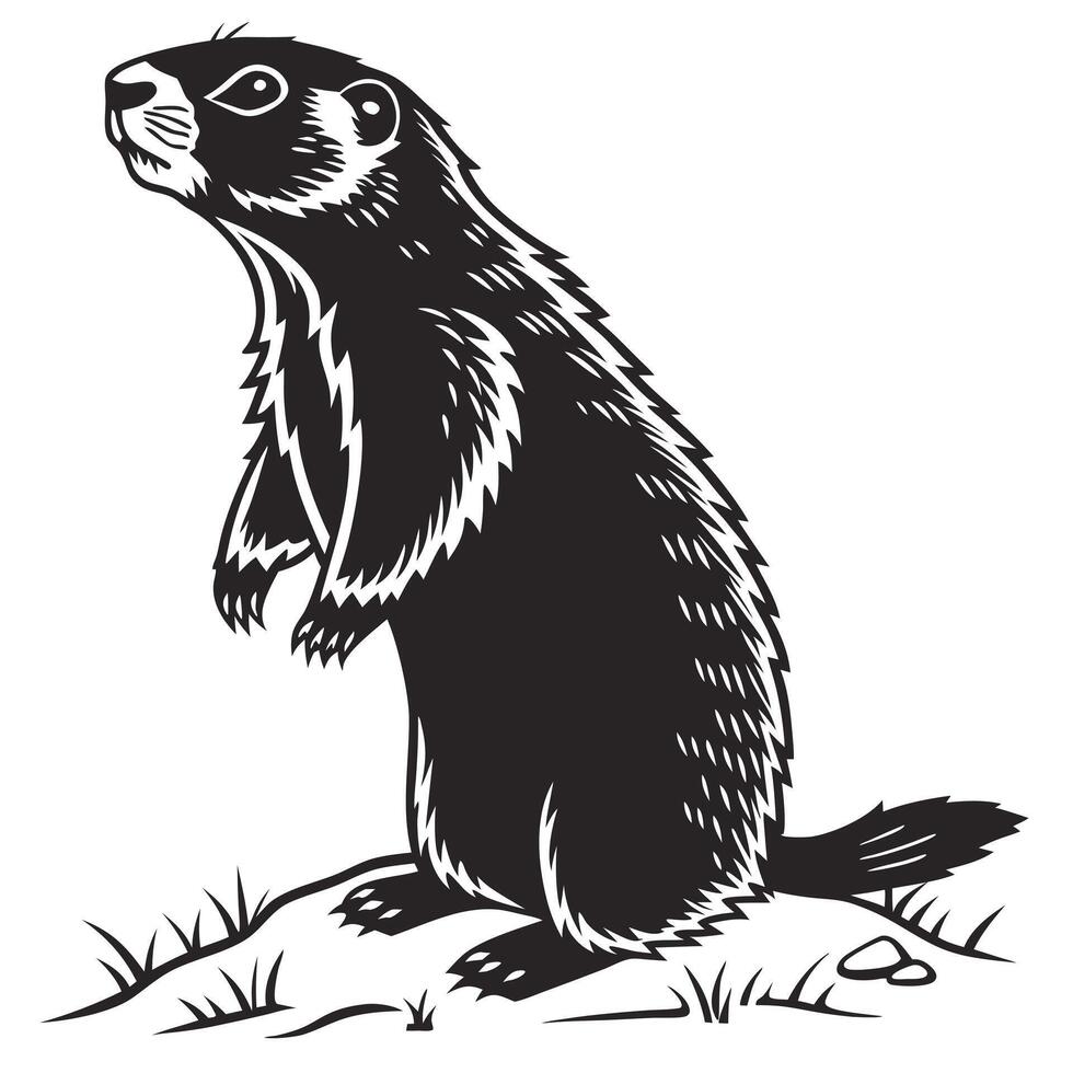 Standing Marmot Black And White vector