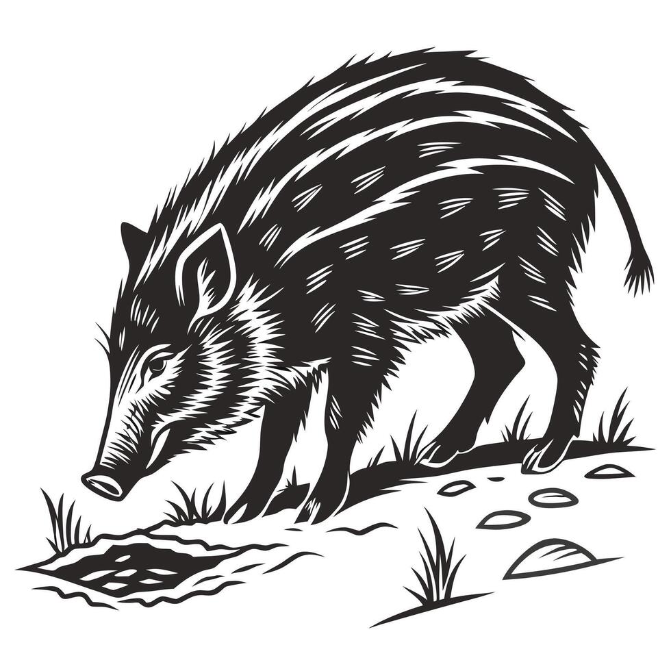 Wild Boar Foraging Black And White vector