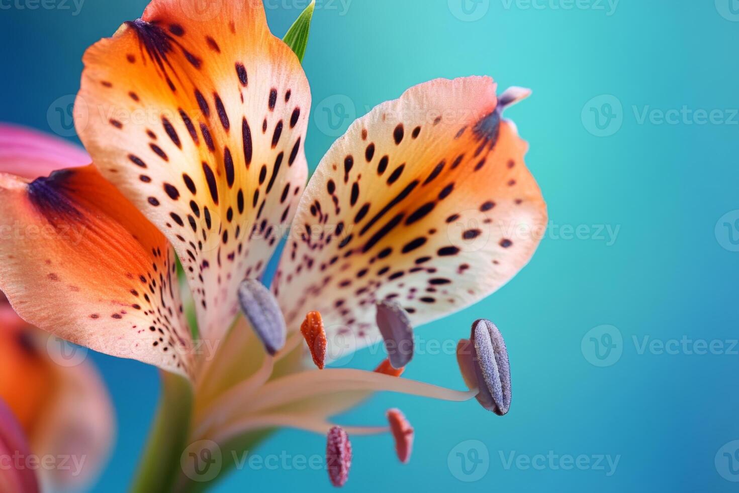 A close up of a flower with spots on it plant photo