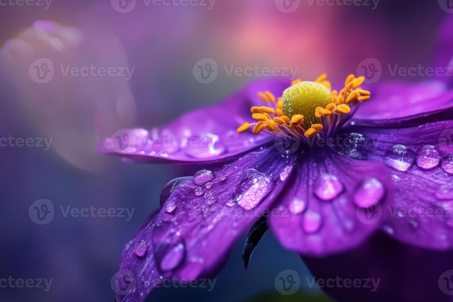 Purple flower with water droplets on it photo