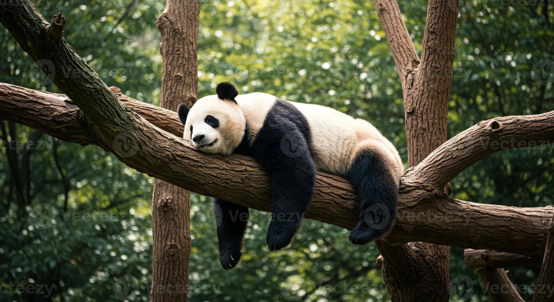 Lazy Panda Bear Sleeping on a Tree Branch, China Wildlife photo