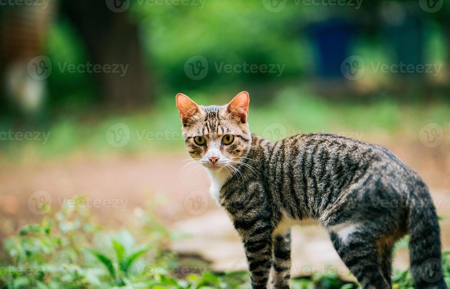 Portrait of a beautiful domestic cat in the backyard photo