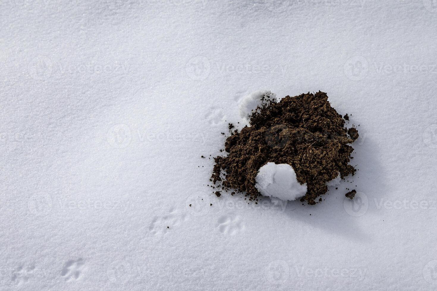 A pile of animal dung with animal paw prints on white snow photo