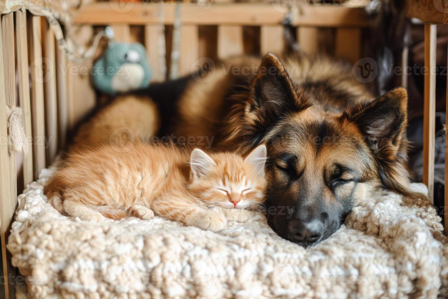 German shepherd and orange kitten sleeping together on cozy knit blanket photo