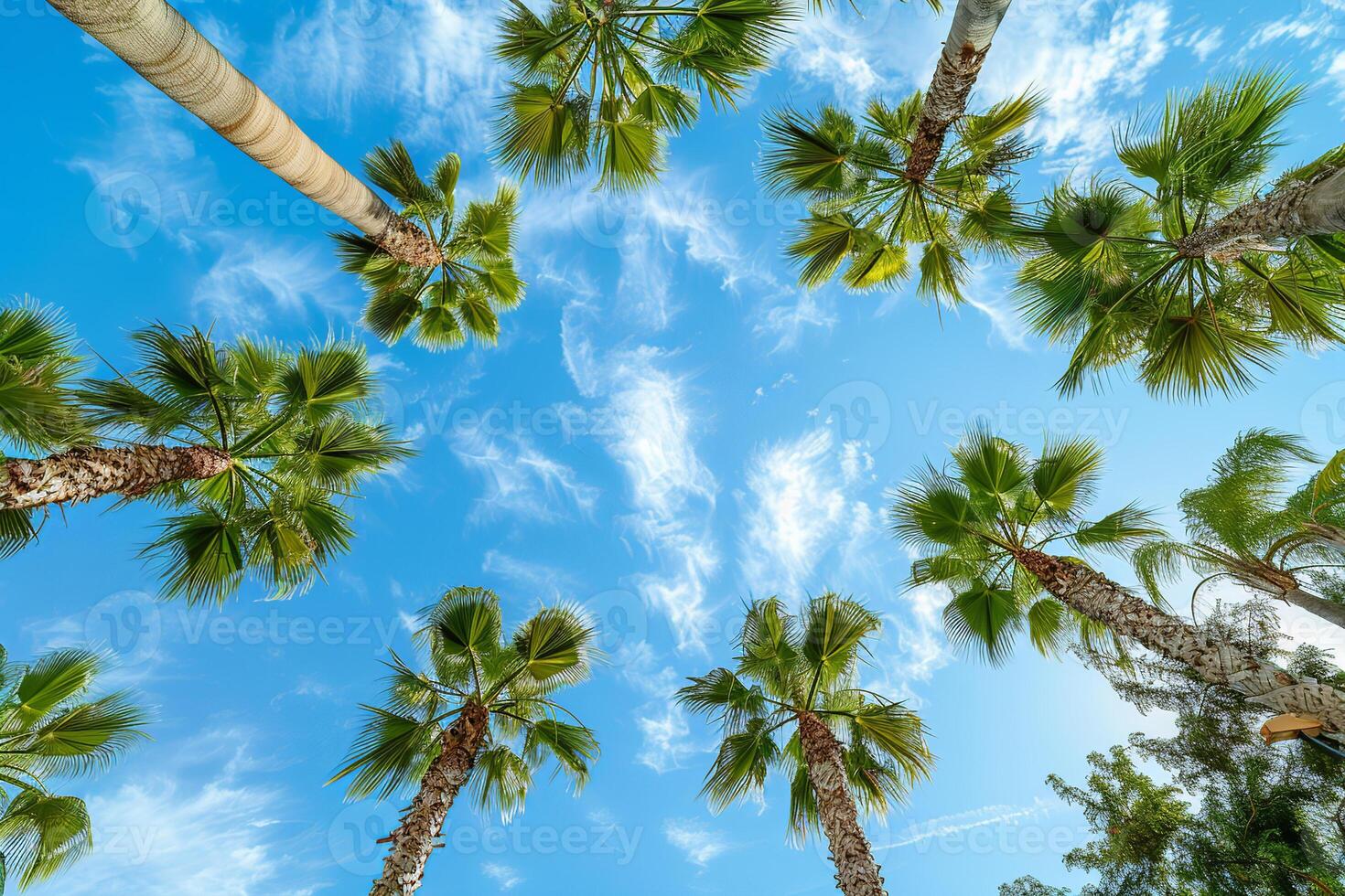 Palm trees stretch toward a bright blue sky with clouds, vacation concept, view from below photo