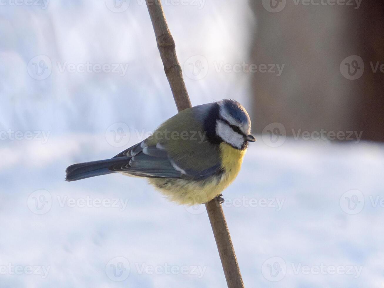 Eurasian blue tit or Cyanistes caeruleus is a small passerine bird. Standing on a branch in wintertime. Yellow chest, blue wings, white head with blue details photo