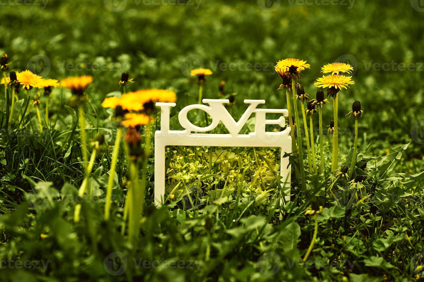 Vintage. White frame with the inscription love.Green dandelions meadow photo
