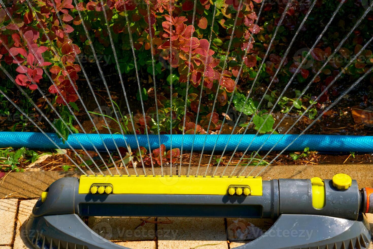 Sprinkler watering flowers on a hot day, Irrigation system,gardening photo