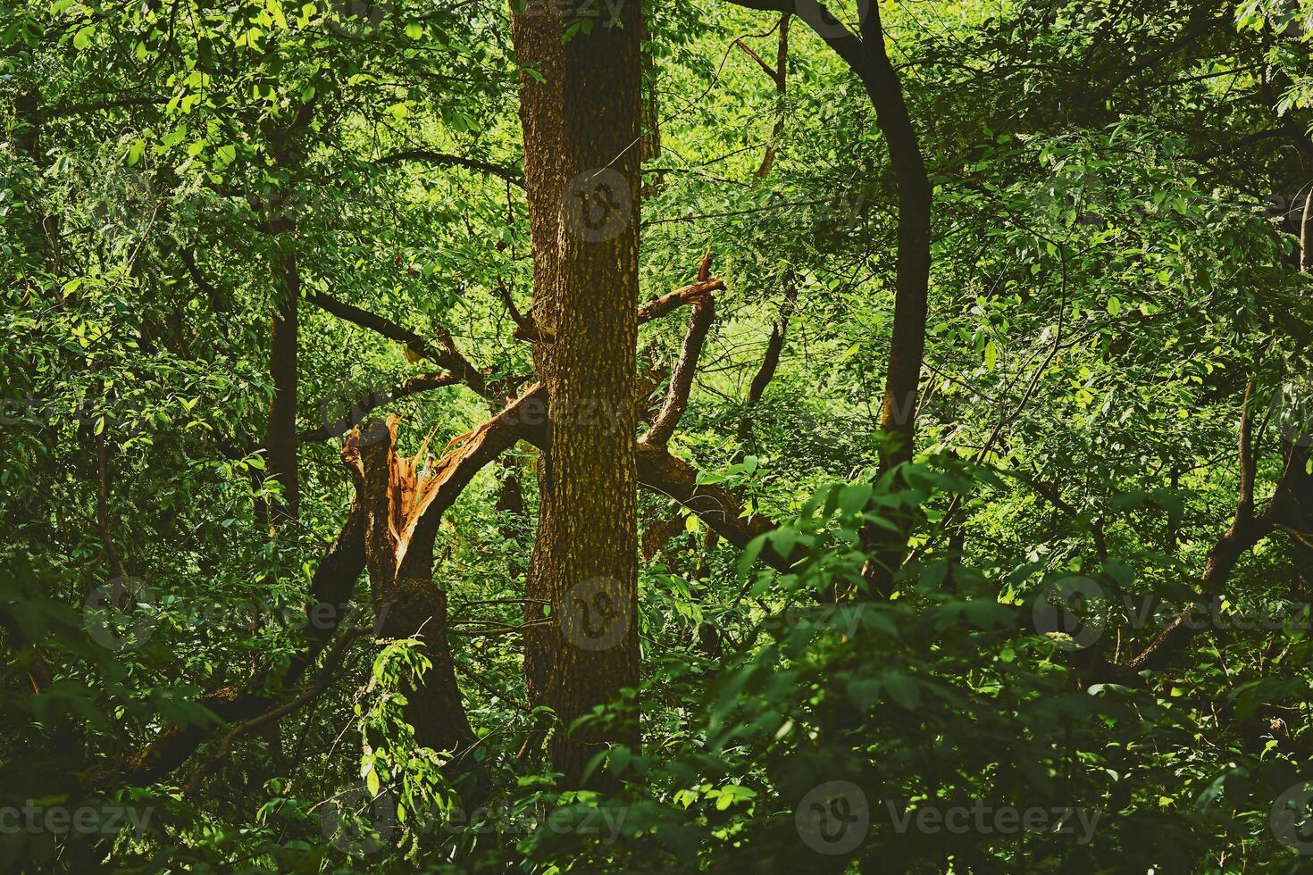 The trunk of a broken tree felled by a storm photo