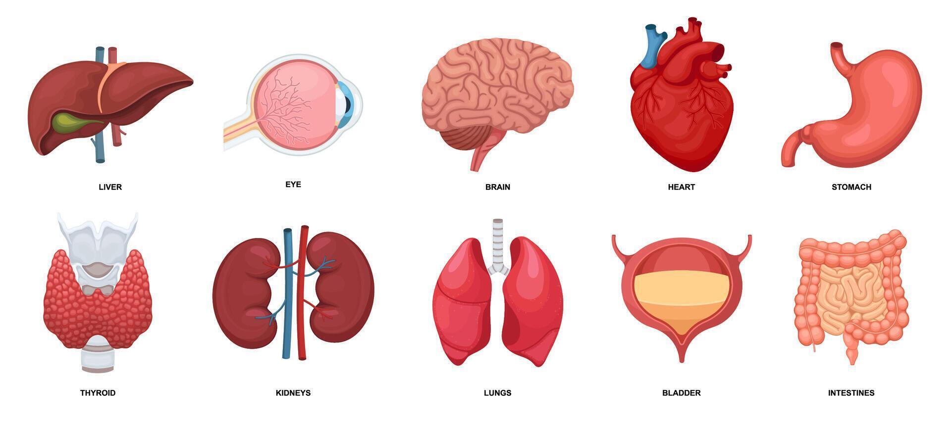 Human internal organs set. Collection with heart, eye, brain, liver, lungs, stomach, kidneys, intestines, bladder and thyroid. For medicine, biology, education. Illustration. vector