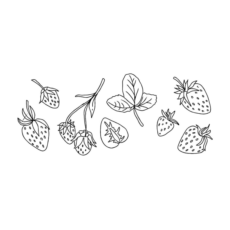 Strawberry line drawing illustration vector