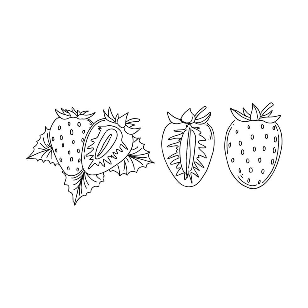 Strawberry illustration illustration vector
