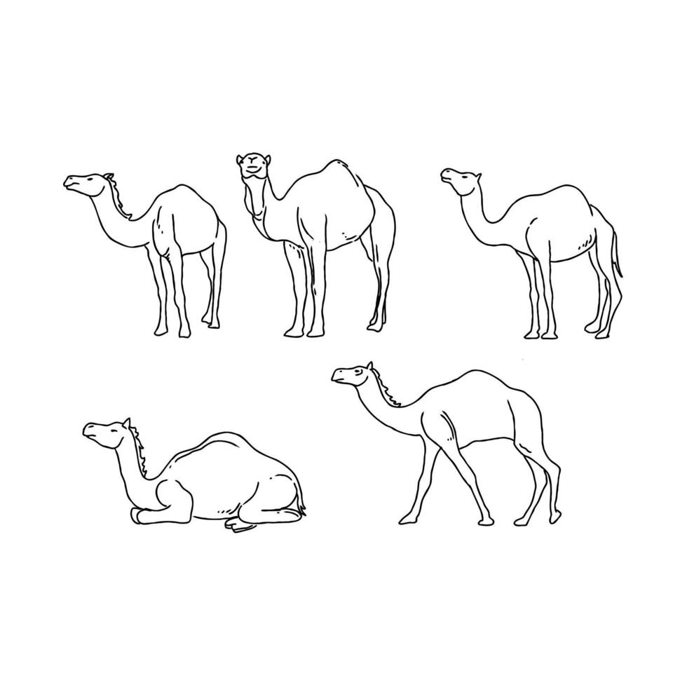 Four different camels are shown in different poses vector