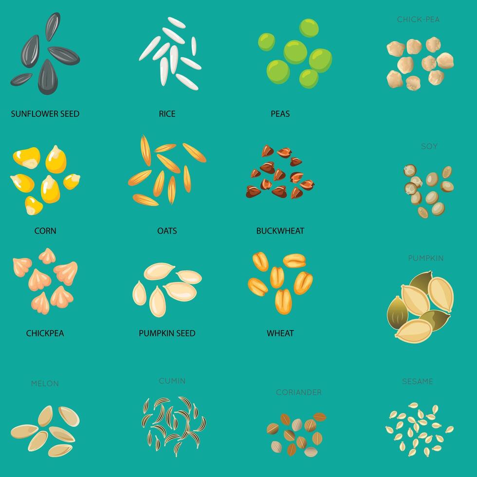 A Plant seed icon flat set with pumpkin corn wheat sunflower isolated illustratio vector