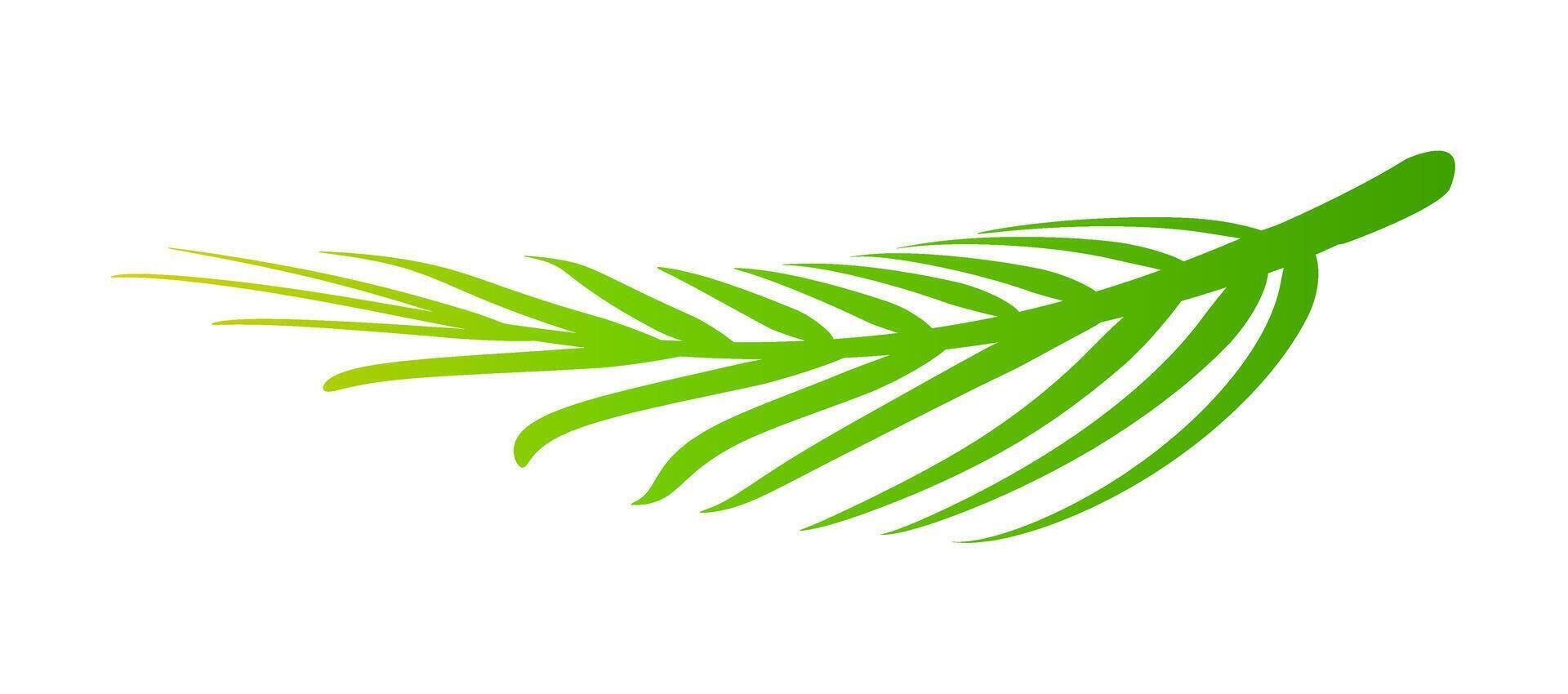 coconut leaves, coconut palm leaf for clip art vector