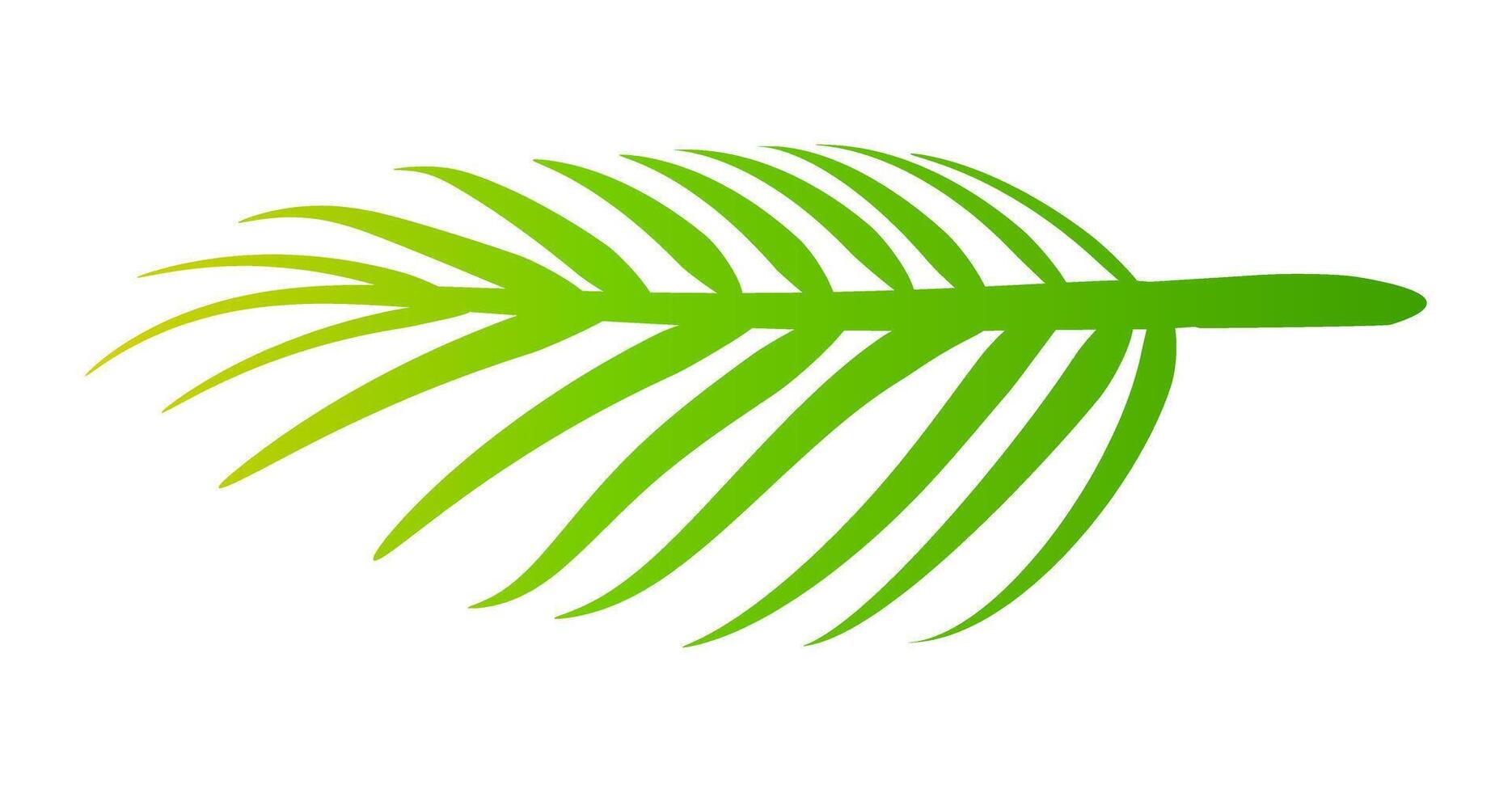 coconut leaves, coconut palm leaf, coconut nature branch vector