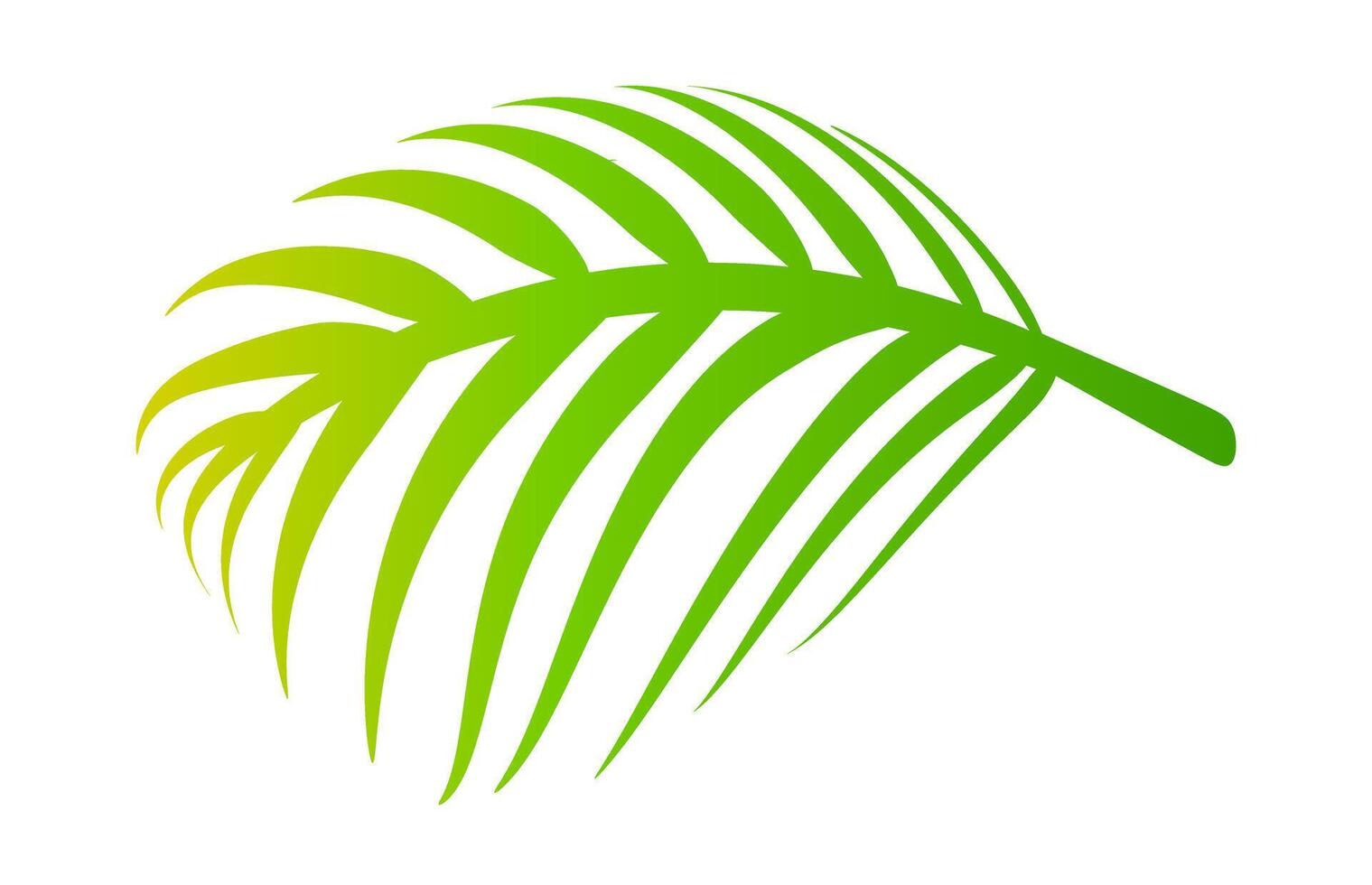coconut leaves green, coconut palm leaf vector