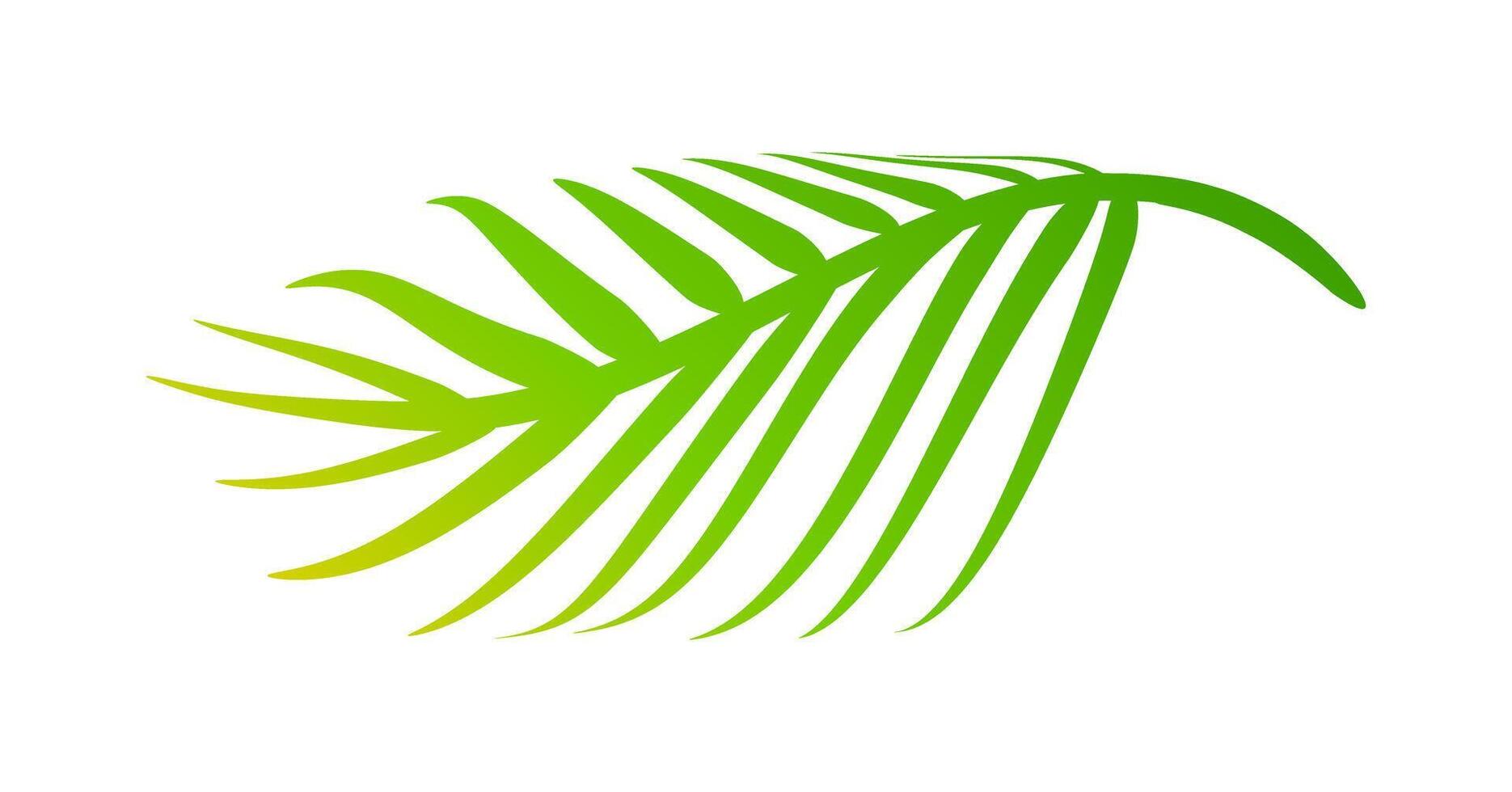 coconut leaves, coconut palm leaf vector