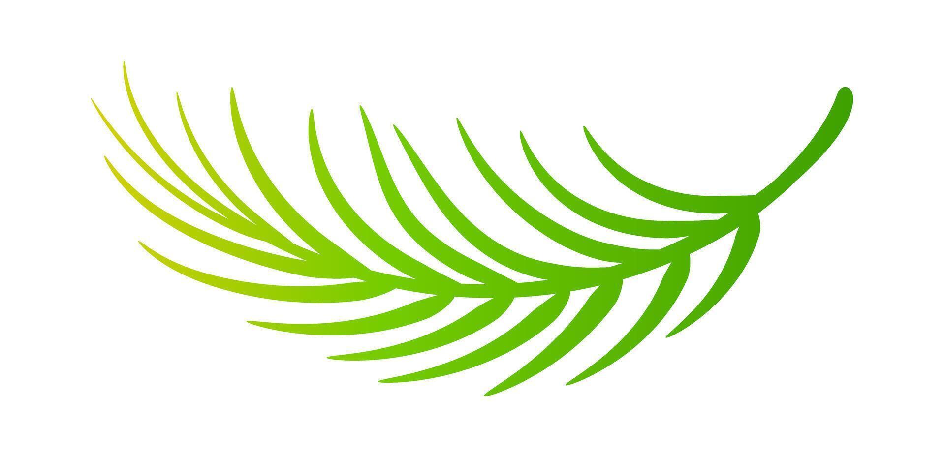 coconut leaves, coconut palm leaf natural vector