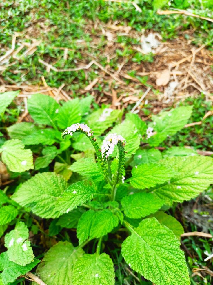 Wild Green Plant with Curved Tiny Flowers in a Natural Setting photo